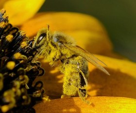 تصویر گرده گل 