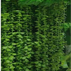 تصویر ریسه های آبشاری شمشاد 