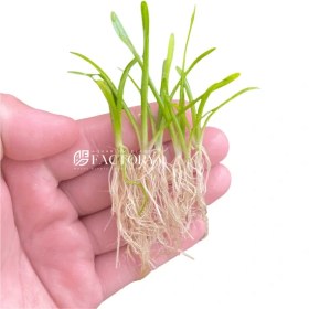 تصویر گیاه آبزی آکواریوم پلنت ساجیتاریا Sagittaria subulata (پک 5 عددی) 