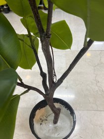 تصویر درختچه فیکوس مصنوعی B2 