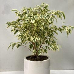 تصویر گلدان بنجامین 