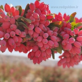 تصویر زرشک اناری امسالی قاینات 1402 بزودی آماده عرضه به بازار می شود 