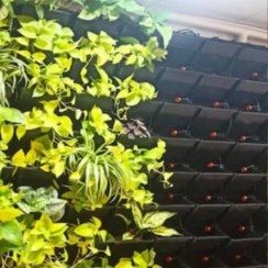 تصویر مش و گلدان دیوار سبز طبیعی 