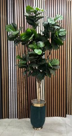 تصویر درختچه فیکوس لیراتا 