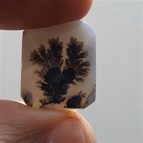 تصویر شجر قائن کلکسیونی 