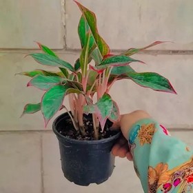 تصویر گل آگلونما لب ماتیکی سه بوته 