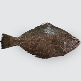 تصویر ماهی کفشک 