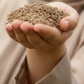 تصویر زیره سبز 