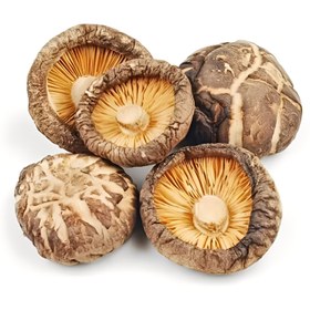 تصویر قارچ شیتاکه 