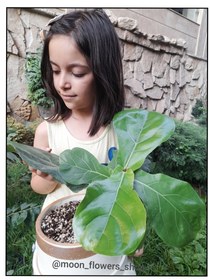 تصویر فیکوس لیراتا 