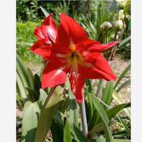 تصویر پیاز گل آماریلیس گل درشت 