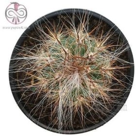 تصویر بذر کاکتوس اورئوسرئوس نئوکلسیانوس 10 عددی 