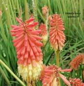 تصویر بذر گرزی، سوسن مشعل Kniphofia uvaria 