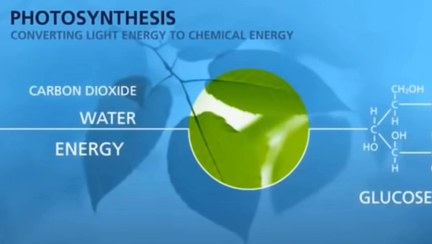 تصویر ویدئوی مراحل انجام فتوسنتز گیاهان 