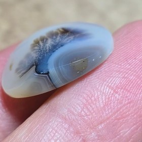 تصویر شجر قائن 