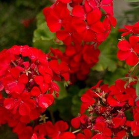 تصویر اسانس شمعدانی عطری، اسنشیال اویل ژرانیوم (Geranium) مایاسنس 18 میلی لیتر 