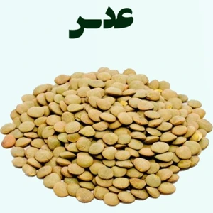 تصویر فروشگاه باغبان ارگانیک