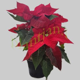 تصویر گیاه بنت قنسول 