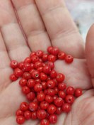 تصویر مهره مرجان طبیعی واشری اصل سایز ۵ سوراخ دار 