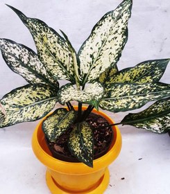 تصویر گل آگلونما برفی سایز گلدان 15-ارتفاع گیاه حدود 25 سانتی متر