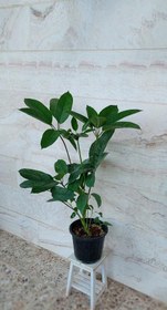 تصویر شفلرا آمیت گیاه آپارتمانی مقاوم و زیبا 