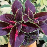 تصویر حسن یوسف محلی 