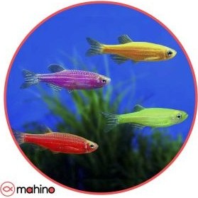 تصویر پک ماهی زبرا رنگی 20 عددی - 2 تا 3 سانتی متر 