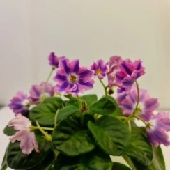تصویر بنفشه آفریقایی واریته DS_Pink 