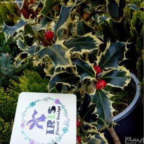 تصویر نمونه تولید شده در تصویر-گل بسیار زیبای "بوته مقدس"-مقاوم دربرابر گرما و سرمای شدید- مقاوم به کم آبی ا نخستین بار: 4 عدد بذر بوته مقدس ابلق "holly bush" نخستین بار: 4 عدد بذر بوته مقدس ابلق "holly bush"