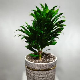 تصویر گیاه آپارتمانی کامپکت 