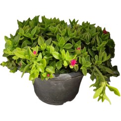 تصویر گیاه طبیعی ناز کد byt27 