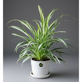 تصویر گیاه گندمی با گلدان سرامیکی 