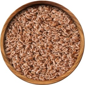 تصویر اسفرزه 