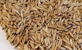 تصویر جو درجه یک - ده کیلو 