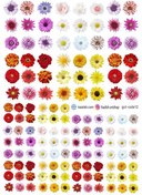 تصویر ترنسفر گل (کد12) 