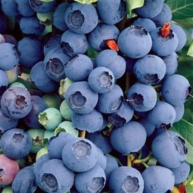 تصویر نهال بلوبری یکساله (ارقام متنوع) Blueberry plant