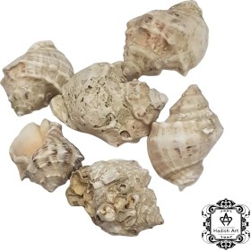 تصویر صدف حلزونی پیچی درشت 