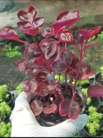 تصویر ایریزین قرمز سایز نشایی