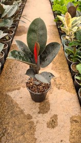 تصویر فیکوس آلستیکا بلک 