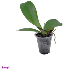 تصویر گیاه ارکیده طبیعی نشایی مدل آندیس سایز متوسط 