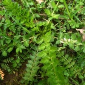 تصویر سبزی اناریجه جنگلی (3000گرمی) 