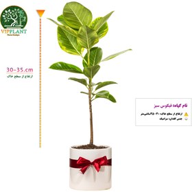 تصویر فیکوس سبز (با گلدان سرامیکی) Ficus elastica