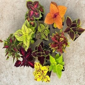 تصویر بذر گل حسن یوسف میکس سانیا سید مدل S19 