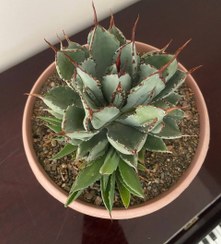 تصویر آگاو پوتاتروم کوبیک (Agave potatorum cv Cubic)