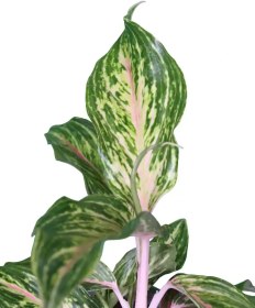 تصویر آگلونما هپینس 