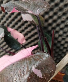 تصویر فیلودندرون پینک پرنسس Philodendron erubescens 'Pink Princess