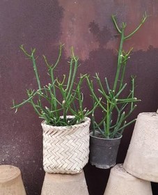 تصویر گل افوربیا بزرگ 6599 