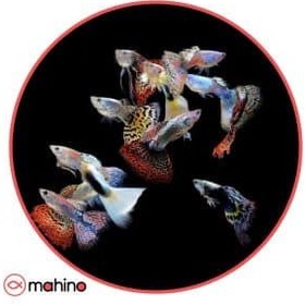 تصویر پک ماهی گوپی میکس 100 عددی - 2 تا 3 سانتی متر 
