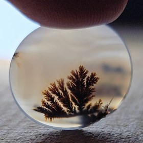 تصویر شجر قائن 