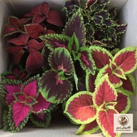 تصویر گیاه طبیعی حسن یوسف کد G05 | کد: ZNB-3IJ 